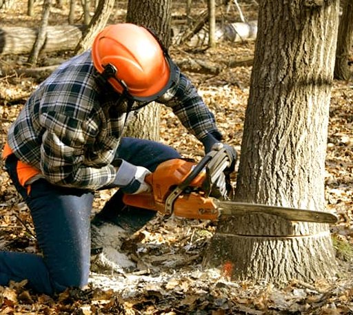 Tree Removal in Crane Hill, AL
